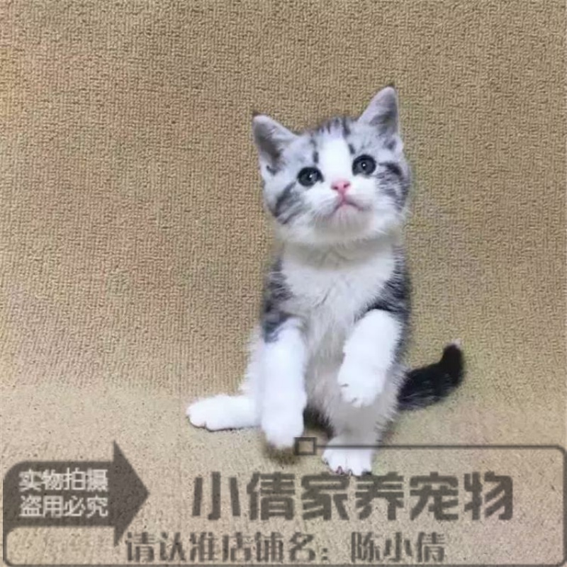 出售自家繁育银虎斑美国短毛猫