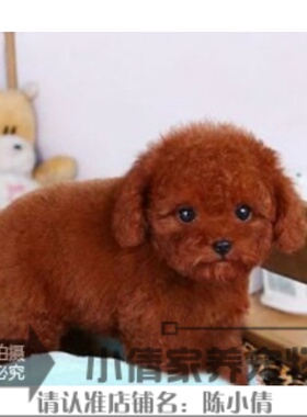 家养纯种红泰迪幼犬茶杯长不大的泰迪狗玩具型迷你赛级64h