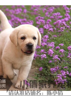 双血统活体拉布拉多幼犬小七同款
