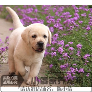 赛级双血统纯种拉布拉多幼犬活体宠物狗狗导盲犬聪明小七同款