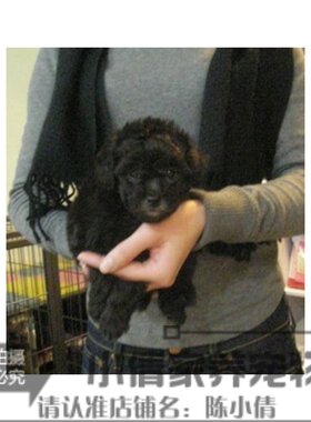 袖珍犬烟灰色长不大活体宠物狗狗