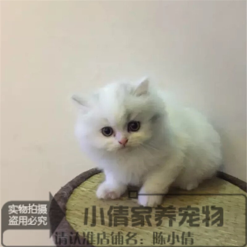猫舍出售纯种金吉拉活体幼猫宠物猫金吉拉长毛猫绿眼金吉拉小猫h