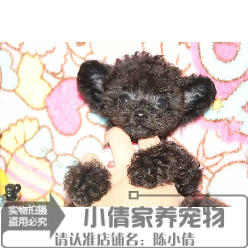 纯种活体泰迪熊灰色飞耳泰迪犬活体幼犬出售宠物狗狗玩具灰贵宾h