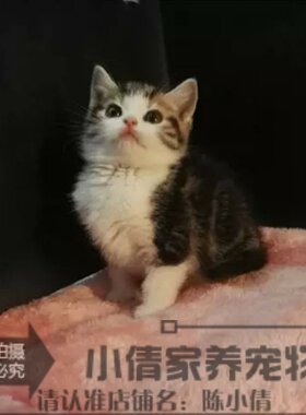 自家繁殖出售血统纯正美国短毛猫
