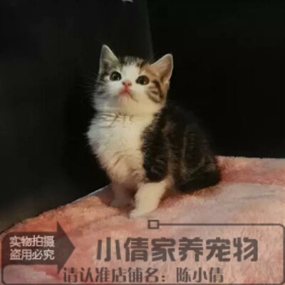 自家繁殖出售血统纯正美国短毛猫