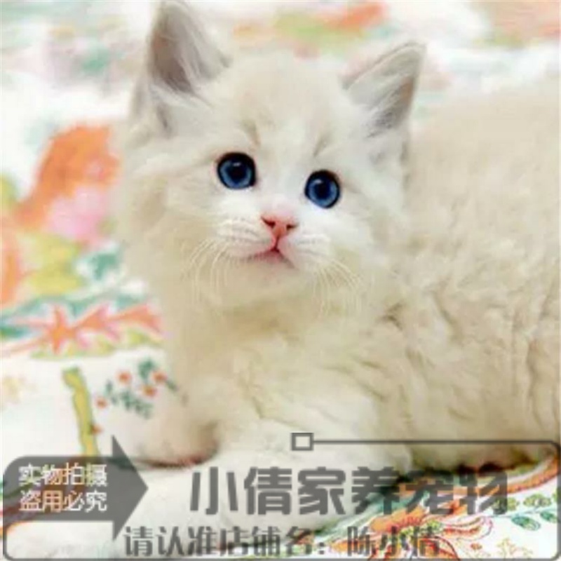 出售宠物猫咪活体蓝猫家养折耳猫波斯猫加菲猫布偶猫暹罗猫幼猫x