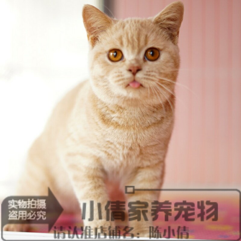 网红吐舌猫纯乳色CFA血统种猫英短活体幼猫DD繁育级宠物猫待售h