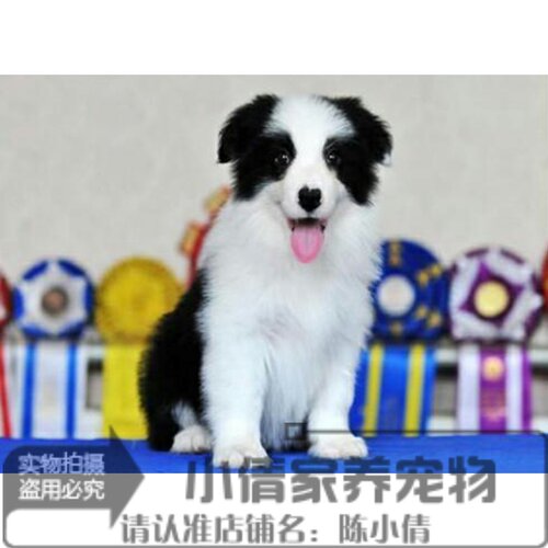 纯种活体双血统出售边境牧羊犬