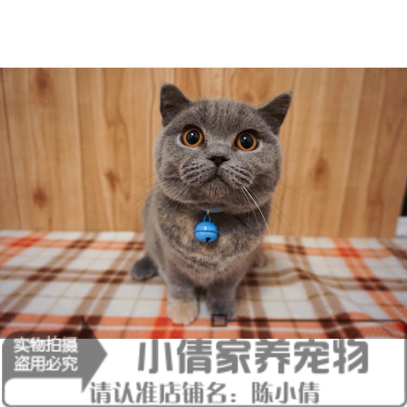 包子脸出售纯种幼崽英国短毛猫