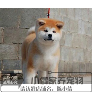 赛级双血统纯种日系秋田犬幼犬狗狗日本引进忠犬八公赤色大骨量h