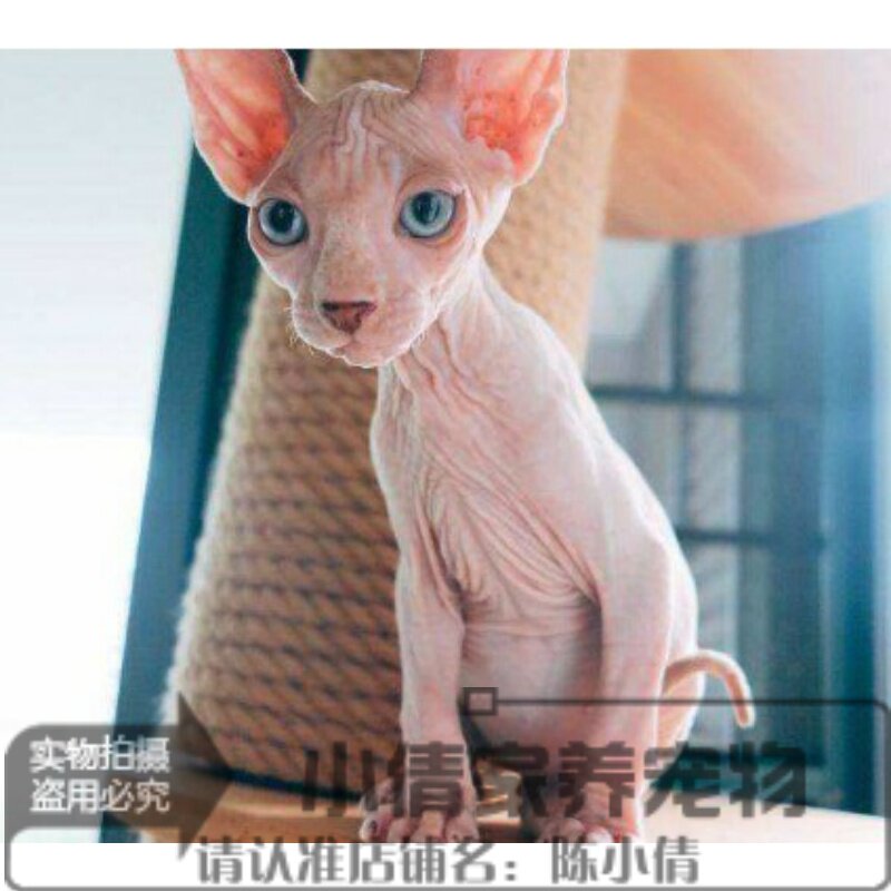 宠物猫活体小猫咪加拿大无毛猫幼猫斯芬克斯猫白皮鸳鸯眼无毛猫h