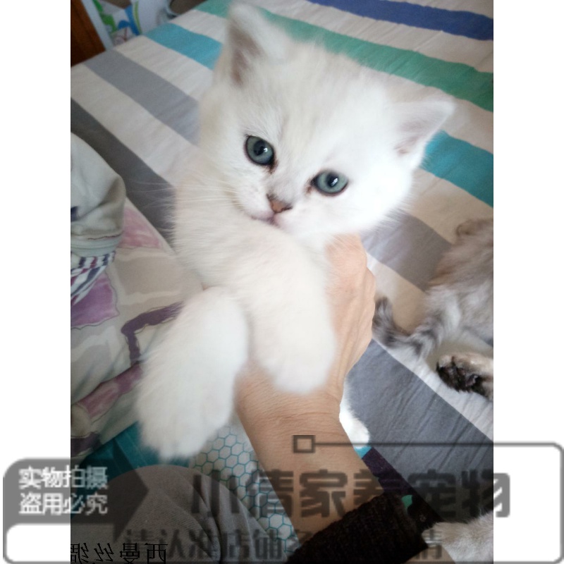 纯种银渐层活体英国短毛猫