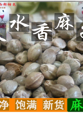 2025新货天水麻子大颗粒麻子新货大粒甘肃特产原味熟生麻籽人吃