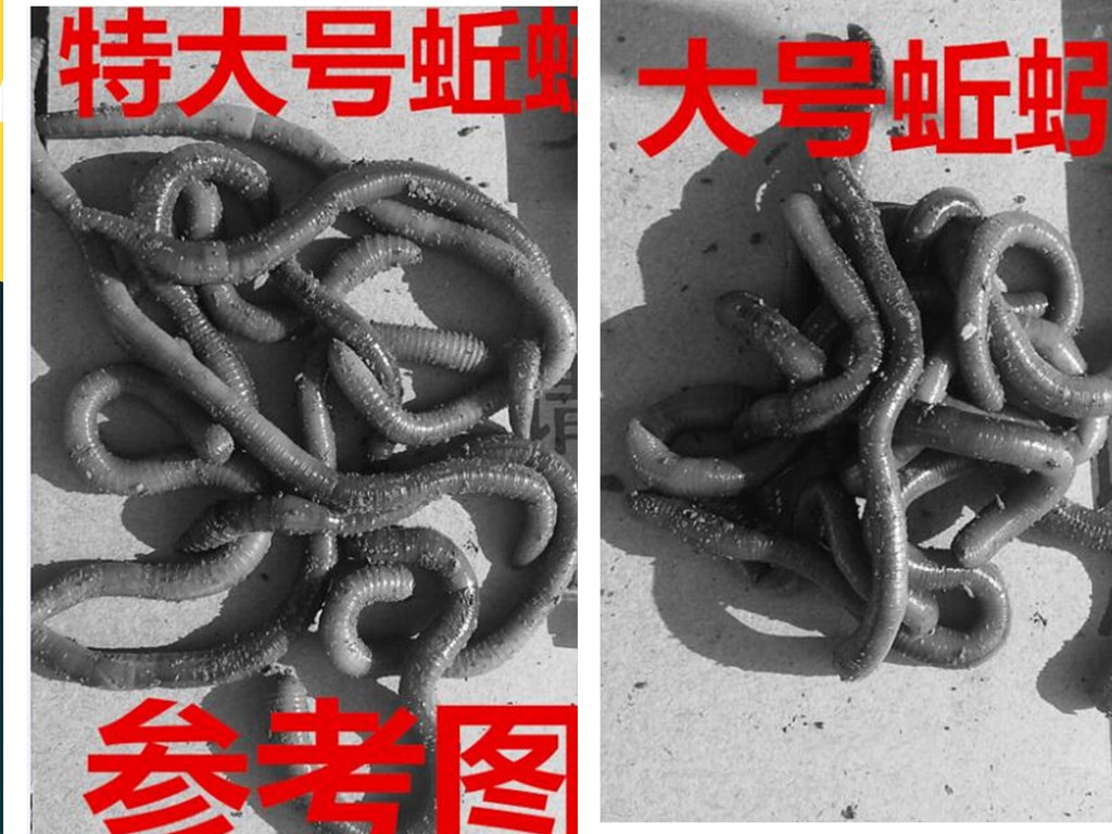 活体青蚯蚓鲜活黑蚯蚓钓黄鳝蚯蚓特大臭蚯蚓地龙松土蚯蚓钓鱼活饵