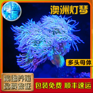 澳洲灯琴珊瑚海葵LPS软体长须高脚繁殖海水鱼活体青蓝快递发货