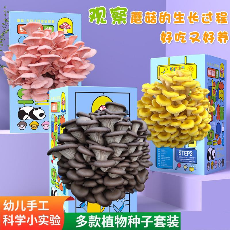 蘑菇盒子食用蘑菇种植包蘑菇菌包礼盒盒装平菇菌包室内家庭学校种
