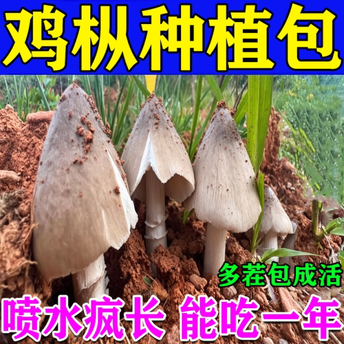 鸡枞种植包蘑菇菌包家种懒人自种菌菇包黑皮鸡枞菇趣味多肉可食用