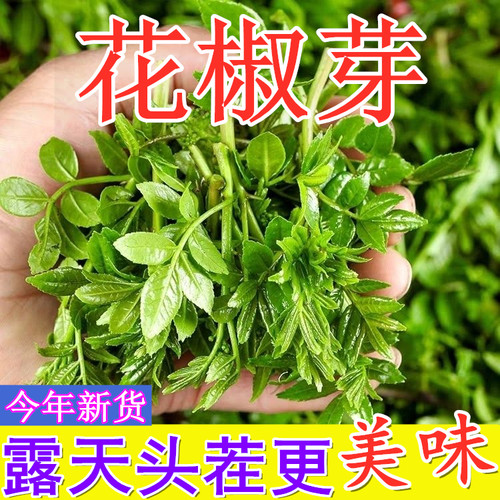 花椒芽新鲜现摘头茬花椒芽花椒叶