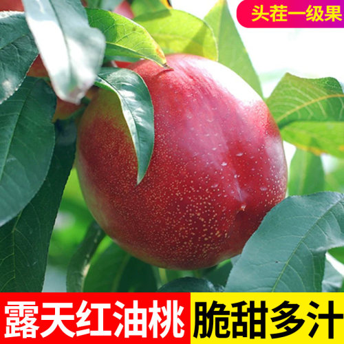 新鲜油桃产地直发脆甜多汁整箱