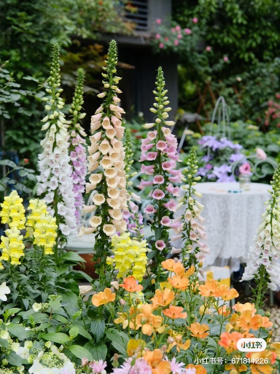 毛地黄草花卉盆栽植物好养人气两年生花园阳台新品推荐冬天春天