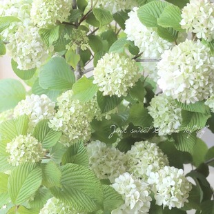 【麻球】中华木绣球