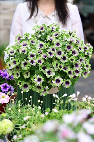 植物宿根花卉阳台矮牵牛