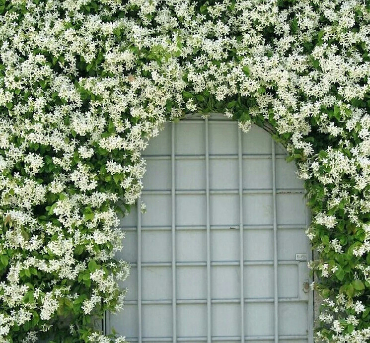 粉色攀援春季风车茉莉包邮推荐