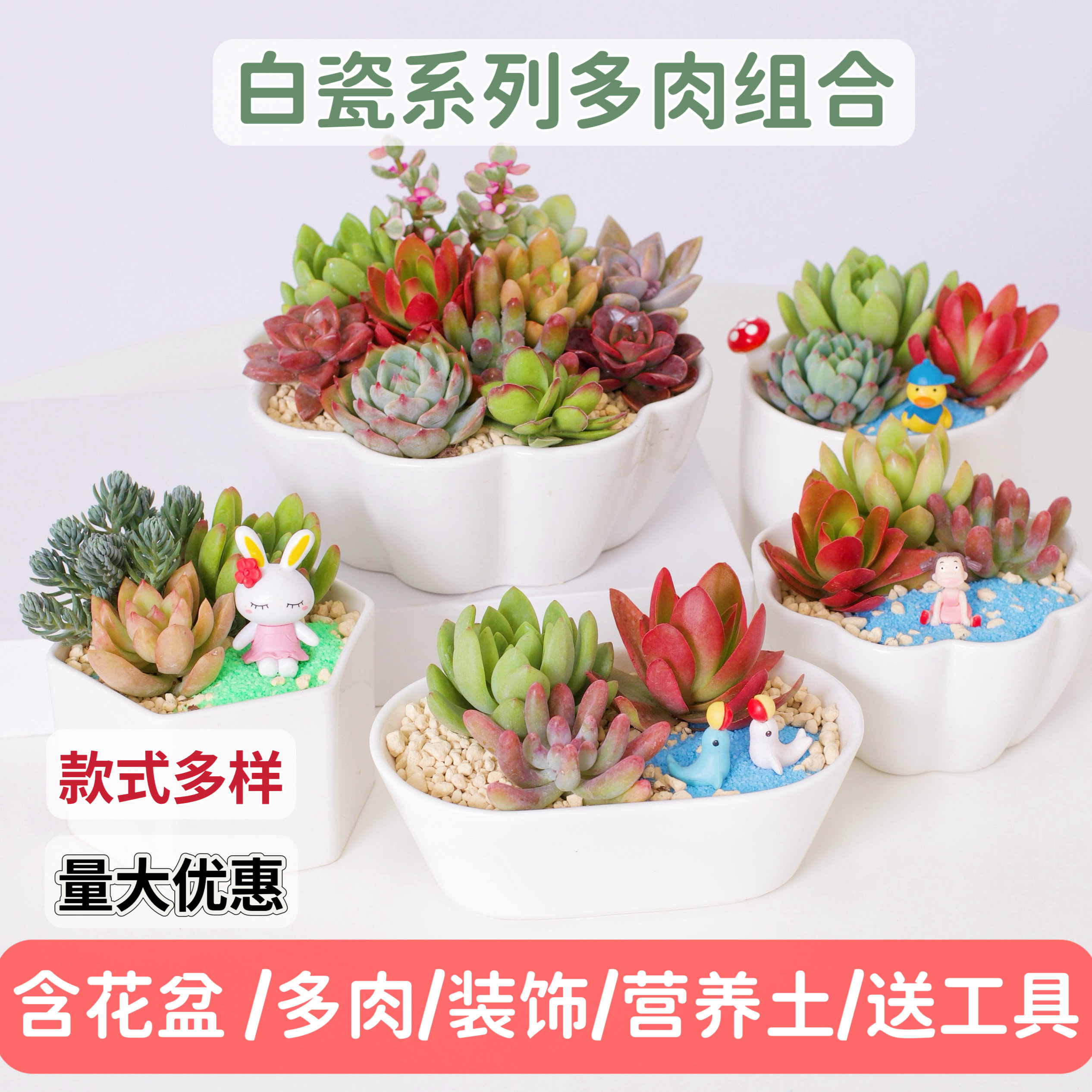 多肉DIY材料包微景观多肉植物组合套装白瓷盆小盆栽节日活动礼品