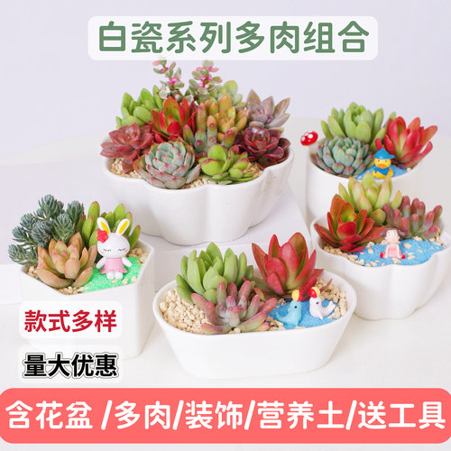 多肉DIY材料包微景观多肉植物组合套装白瓷盆小盆栽节日活动礼品