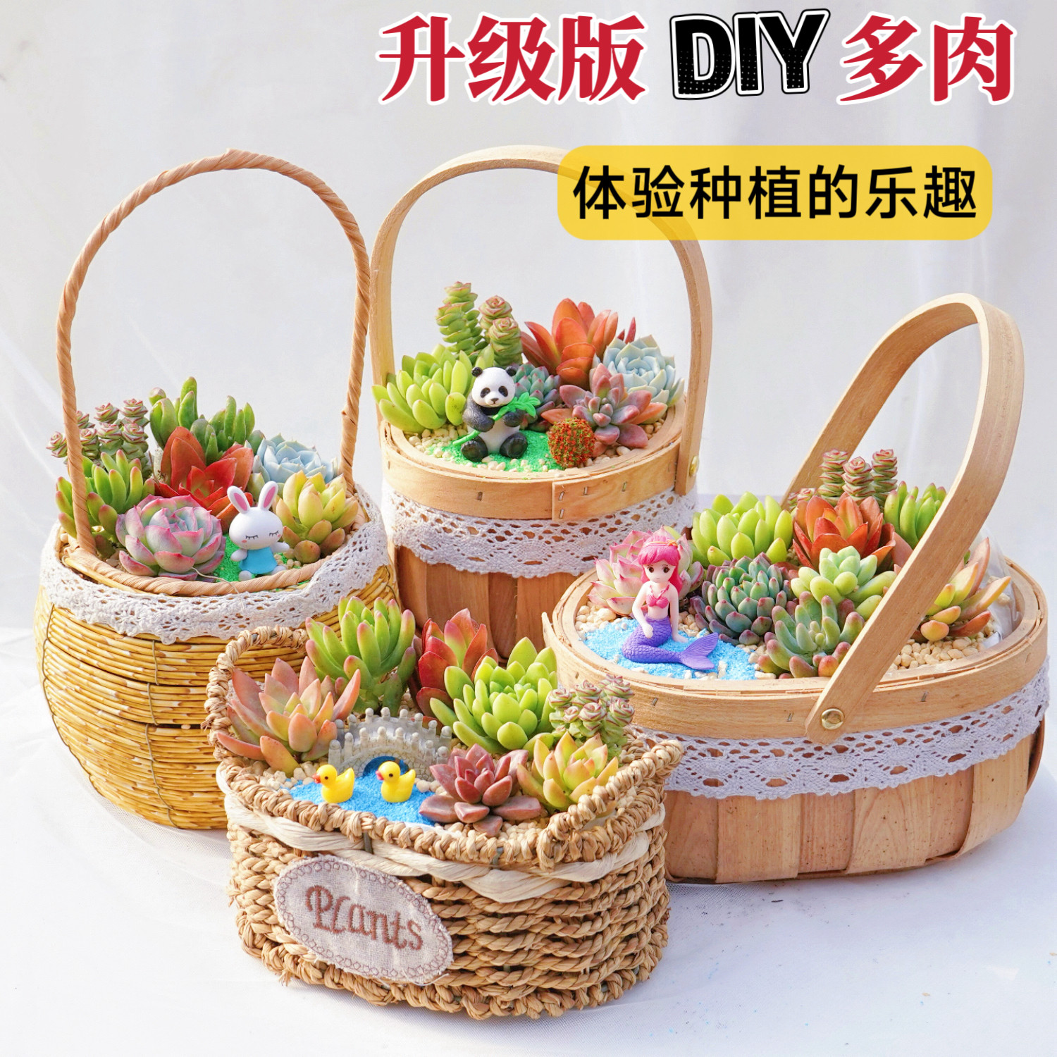 多肉植物花篮DIY材料包微景观多肉植物
