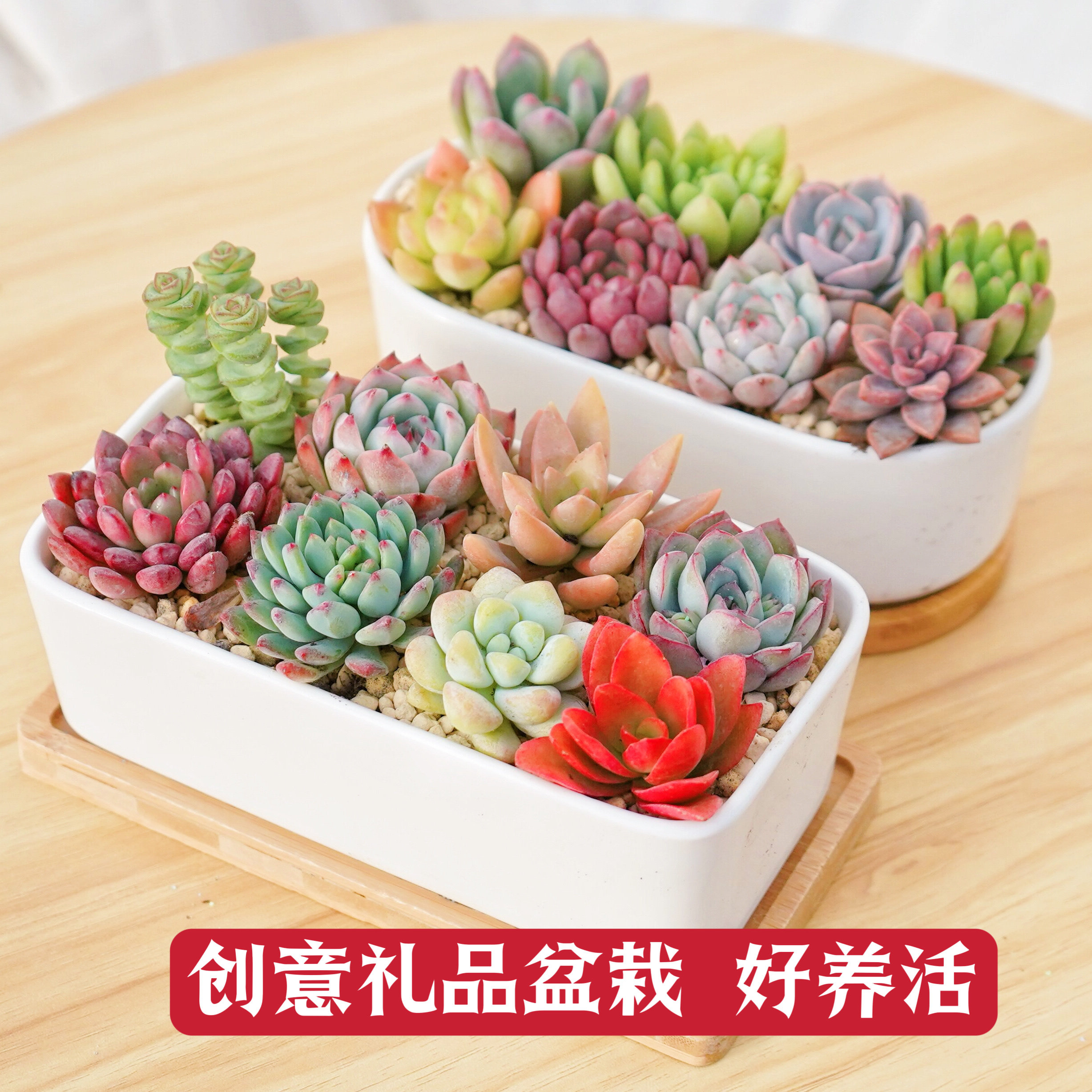 多肉植物组合盆栽办公室肉肉白瓷花盆办公室桌面绿植花卉节日礼品