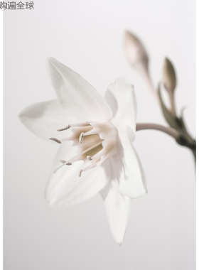 瑞典Details by M.北欧现代客厅摄影装饰画植物挂画--Springtime