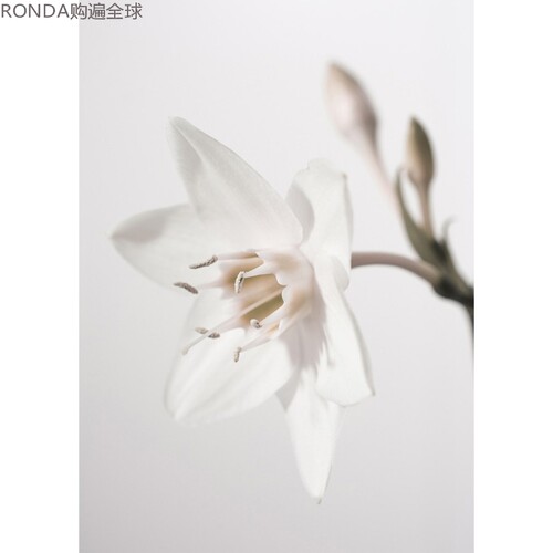 瑞典客厅摄影植物装饰画