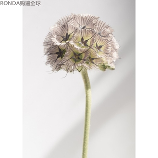 瑞典Details by M.北欧 现代 摄影装饰画植物挂画--EVENING GLOW