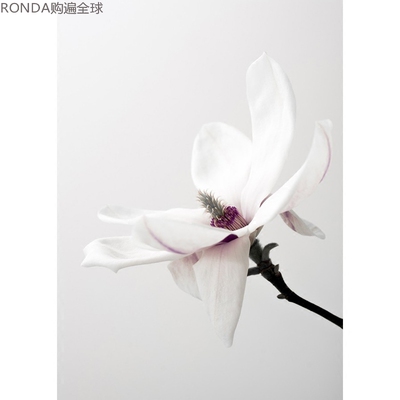 瑞典摄影植物装饰画