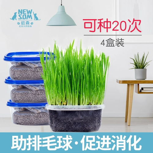Newson Cat Cat Seeds Seeds в кошки, воздушные змеи, семена кошачьей травы De -Ball, Furbal Cats закуски Cat Mint 4 коробки