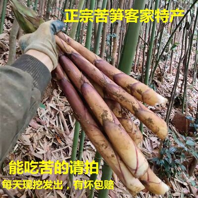 苦竹笋新鲜现挖四川泸州野生甜苦笋当季苦竹春笋5斤包邮大根苦笋