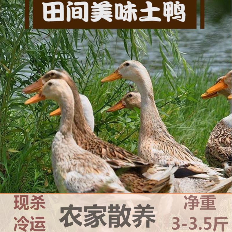 正宗农村土鸭子农家散养土鸭老麻鸭新鲜鸭肉整只现杀稻田家养冷运