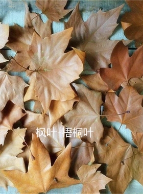 梧桐叶天然真树叶枫叶装饰布景摄影道具干树落叶儿童diy手工材料