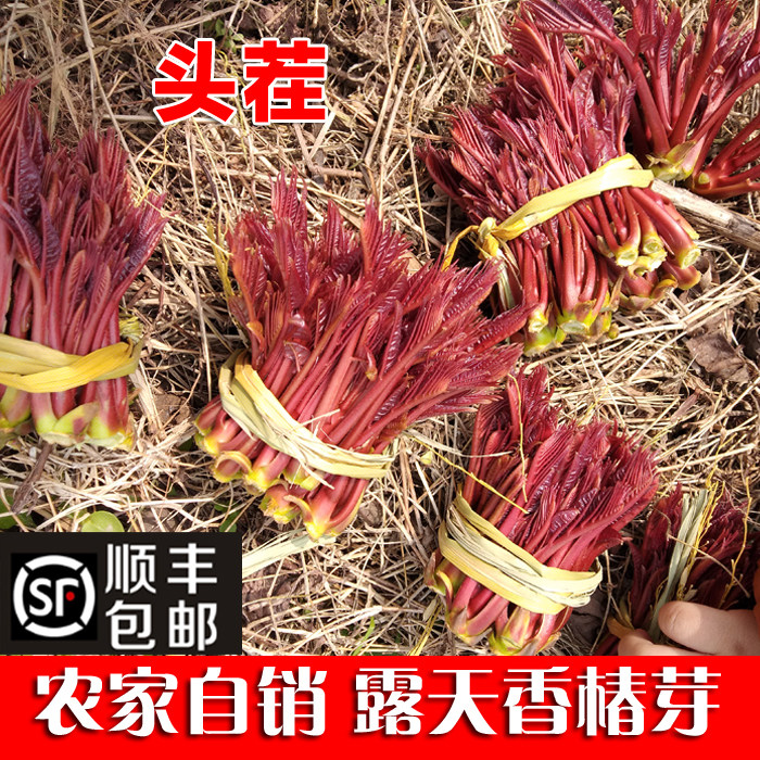 四川露天头茬现摘现发红油新鲜香春芽食用摘香椿嫩芽顺丰包邮