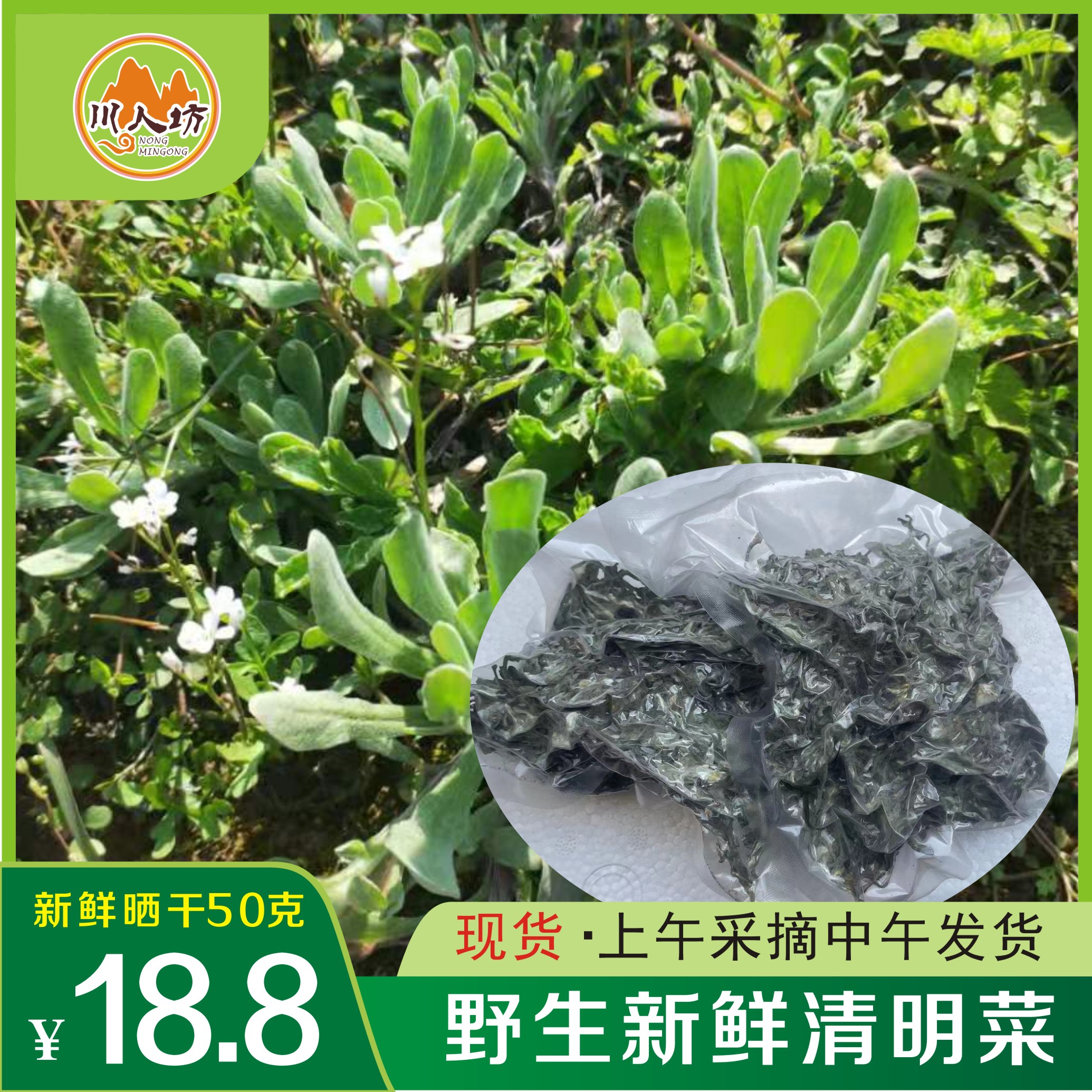 四川晒干现发野生鼠曲草佛耳草鼠麴草新鲜清明菜草粑粑棉菜青团