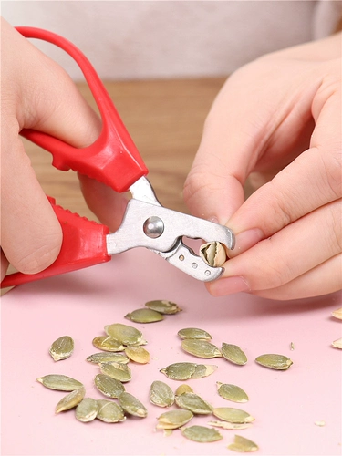 Семена семян бытовых дыни сцена