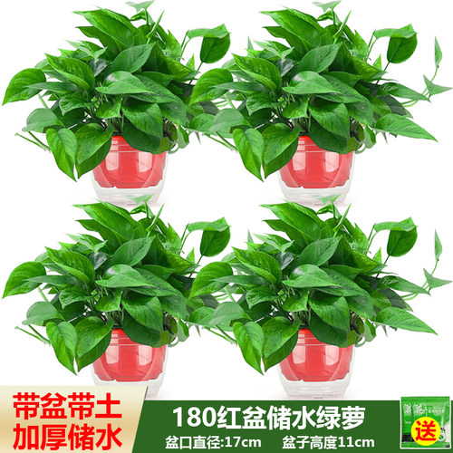 绿萝盆栽喜庆红盆绿萝