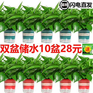 120小盆绿萝盆栽