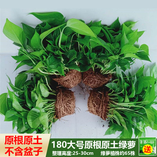 不含盆180大盆绿萝盆栽