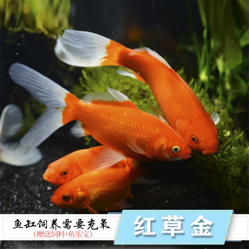 观赏鱼锦鲤鱼长尾草金冷水活体金鱼锦鲤红草金 淡水鱼小鱼苗金鱼