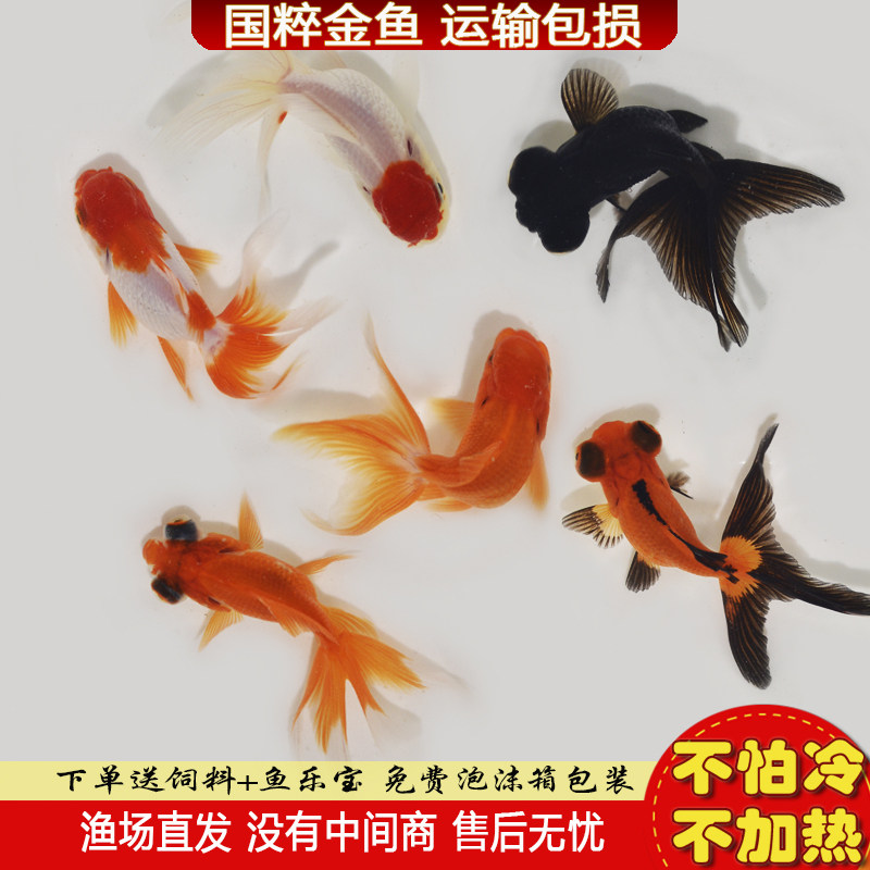 金鱼活鱼 观赏鱼小型淡水鱼好养活冷水鱼 小鱼苗新手小金鱼锦鲤鱼