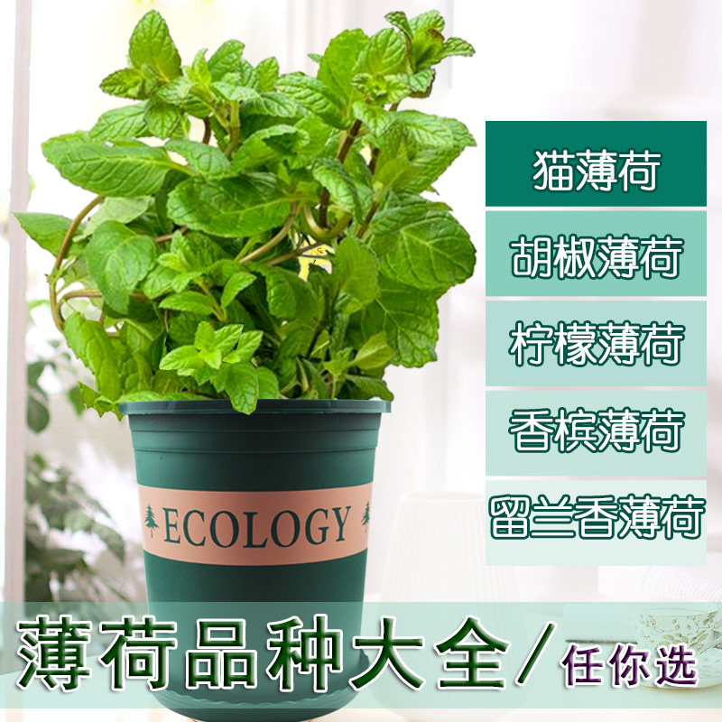 猫薄荷苗价格 猫薄荷苗图片 星期三