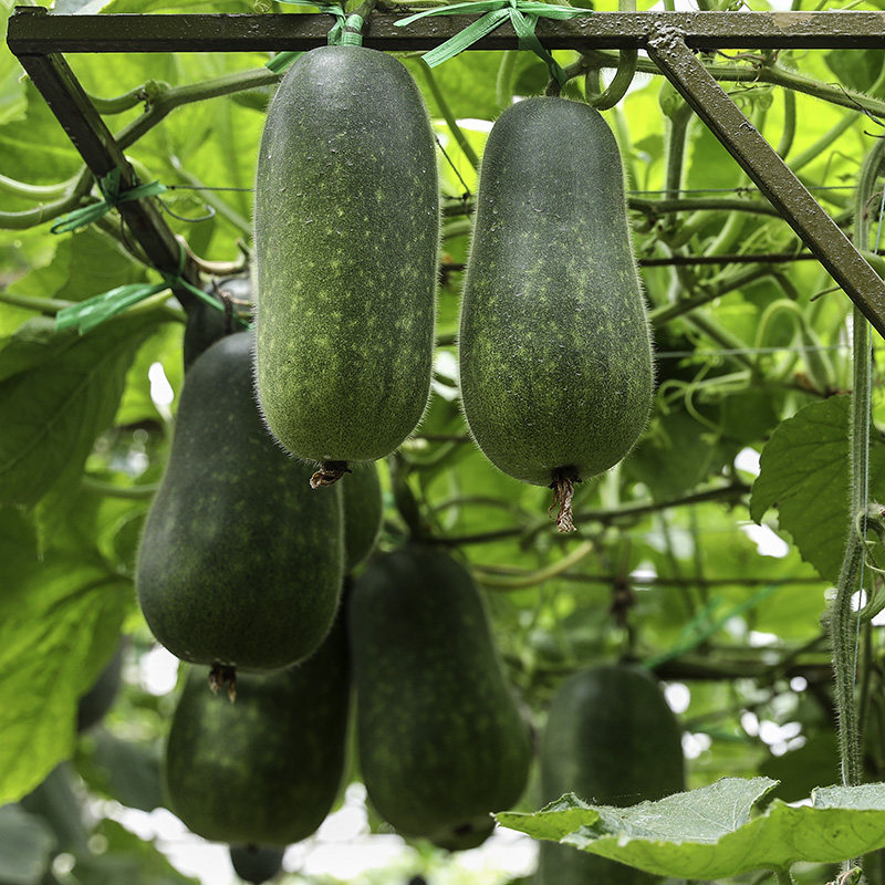 冬瓜苗的价格 冬瓜苗的优惠券 冬瓜苗十大排行榜 冬瓜苗淘宝哪家好 绝对值