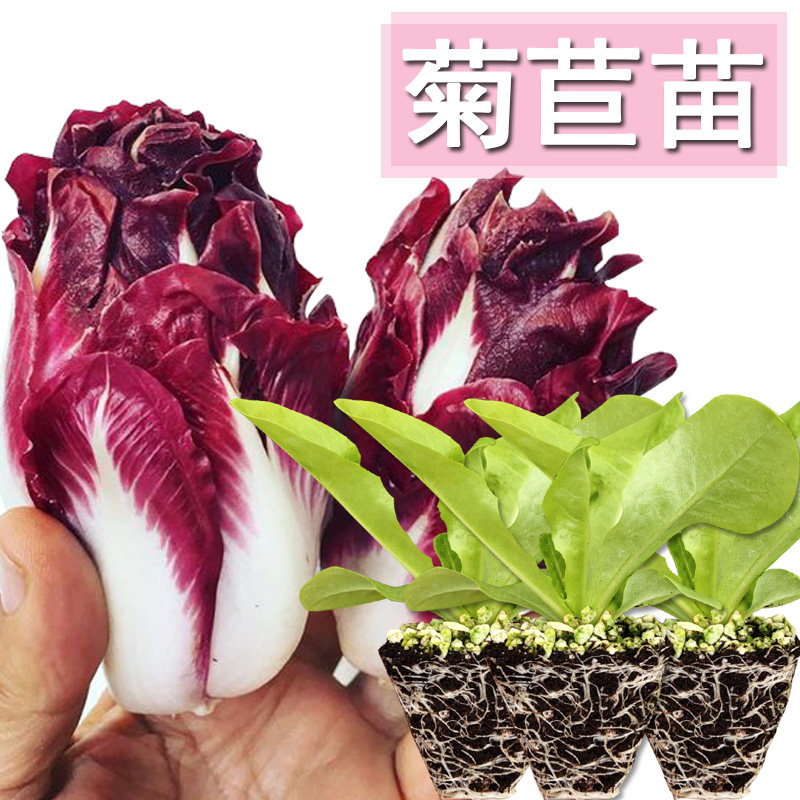 菊苣苗苦菊苣种子孑苗秧根夏季蔬菜种籽盆栽种菜四季耐热菜种幼苗